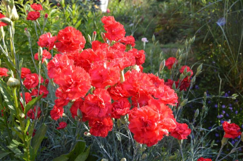 Сarnation Hardy Border, Dianthus caryophyllus-градински карамфил (1022)